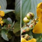 gewöhnlicher Gilbweiderich (Lysimachia vulgaris L.) mit Besucher