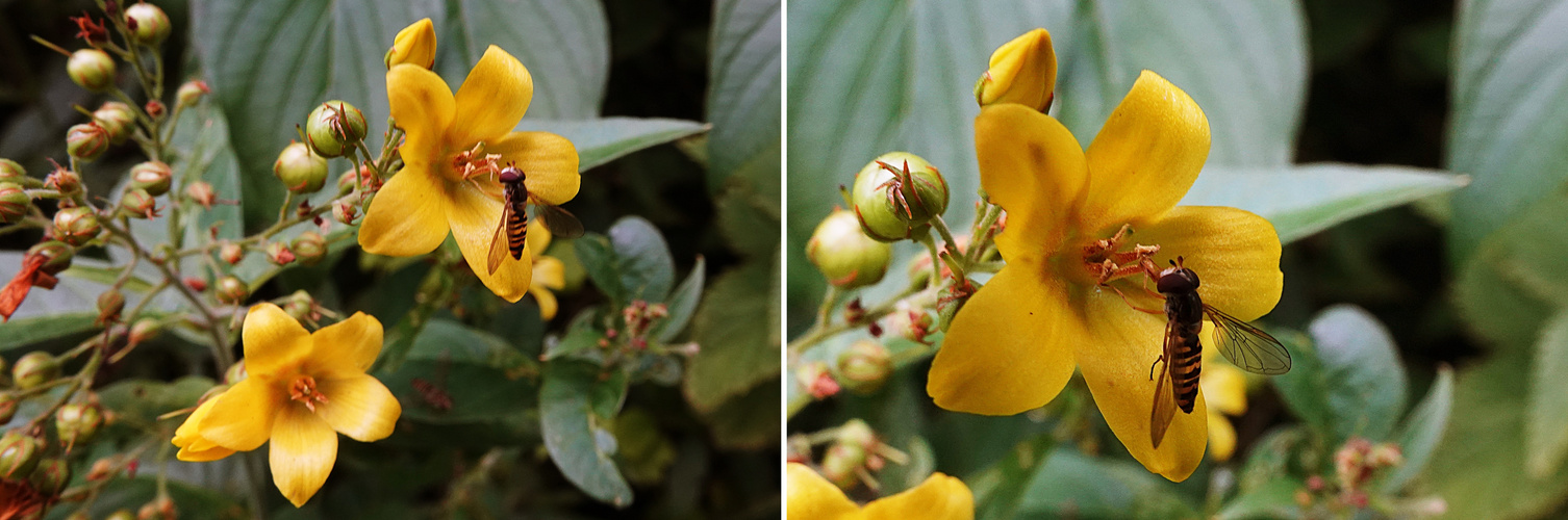 gewöhnlicher Gilbweiderich (Lysimachia vulgaris L.) mit Besucher