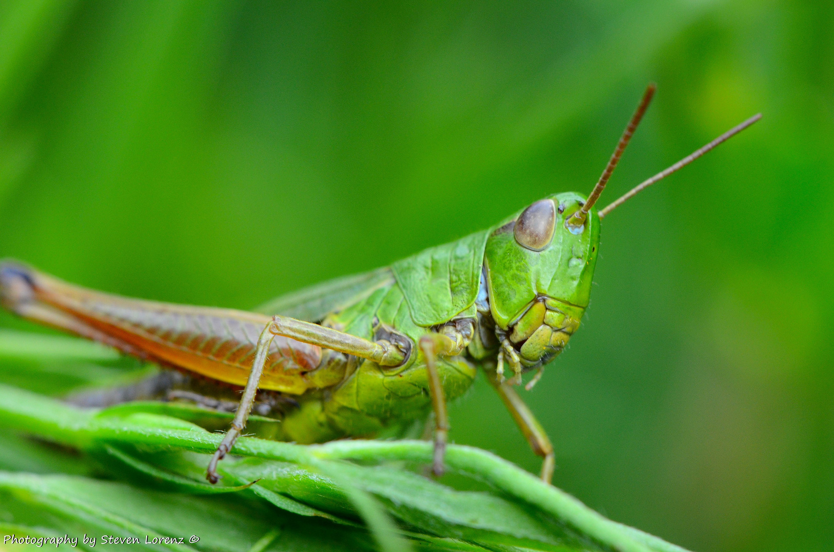 Gewöhnlicher Grashüpfer Foto & Bild | tiere, wildlife, insekten Bilder auf fotocommunity