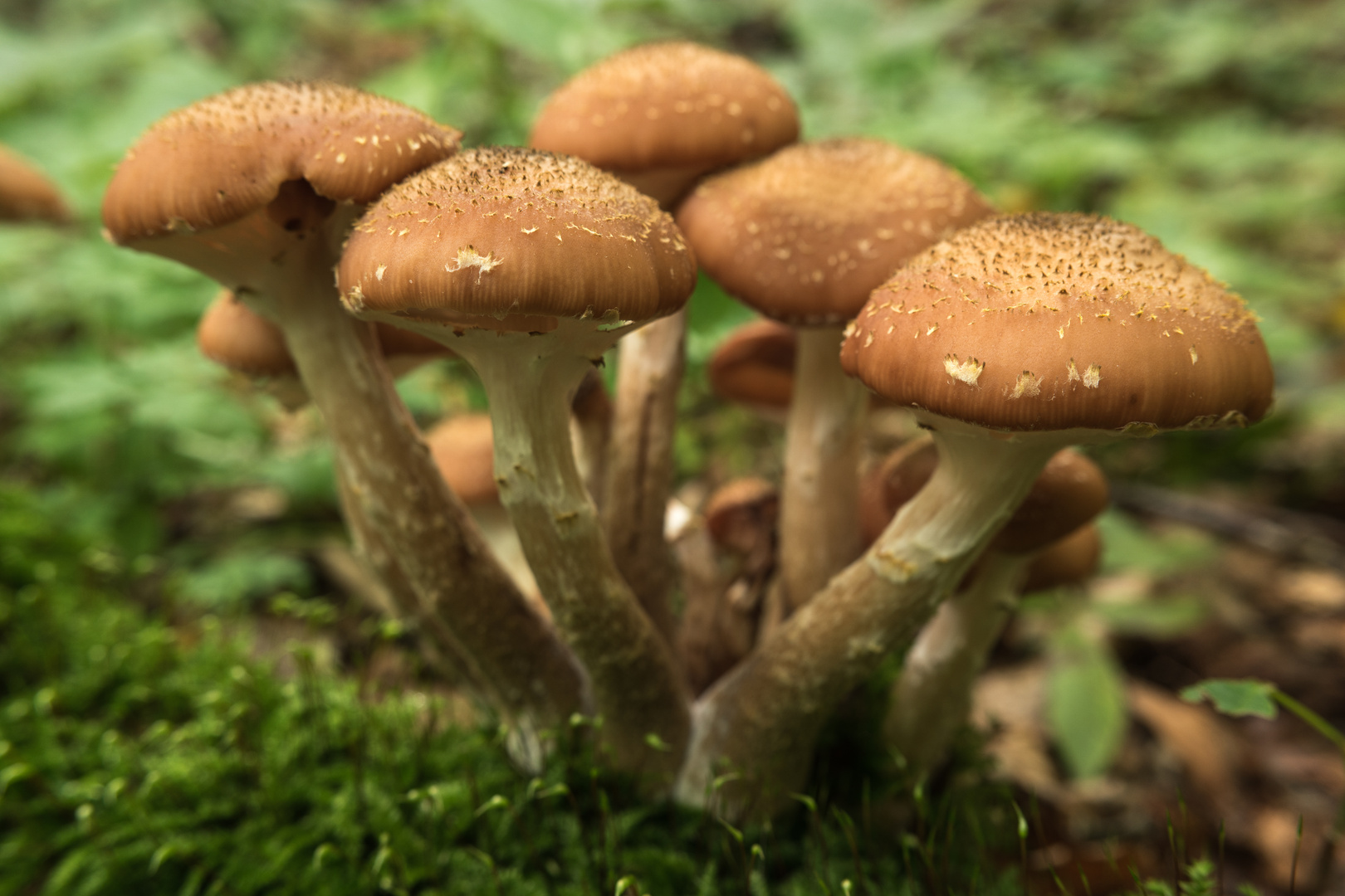 Gewöhnlicher Hallimasch (Armillaria ostoyae) 2