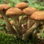 Gewöhnlicher Hallimasch (Armillaria ostoyae) 2