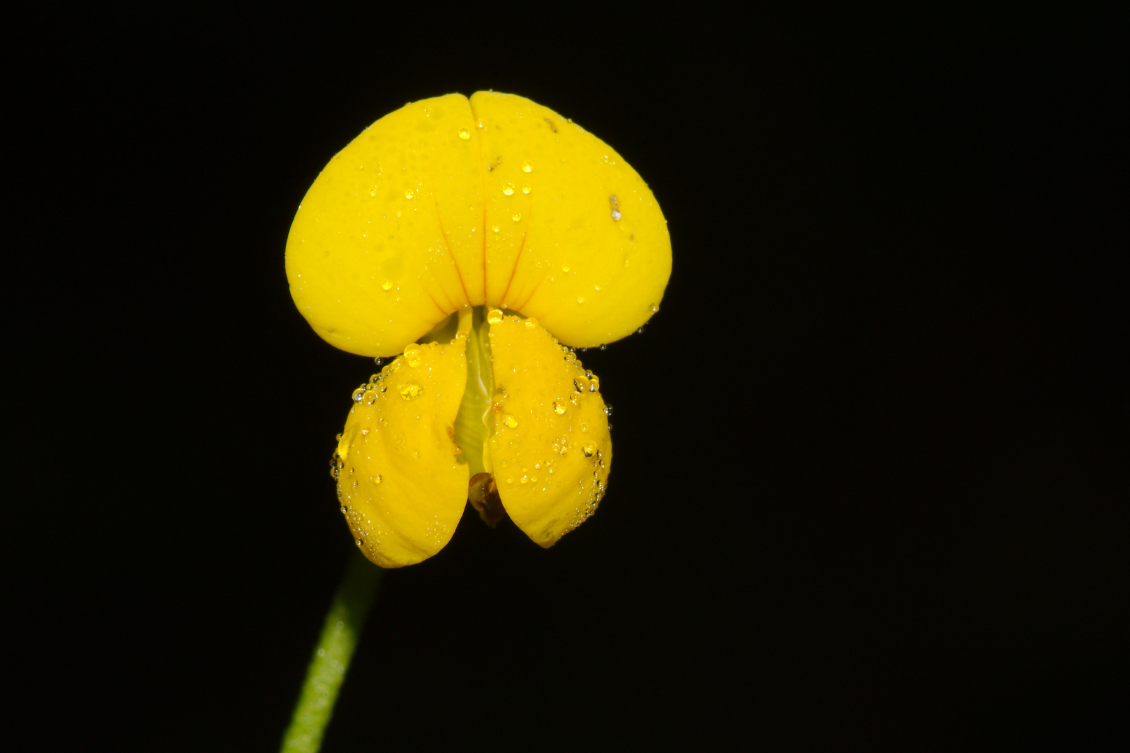 Gewöhnlicher Hornklee 