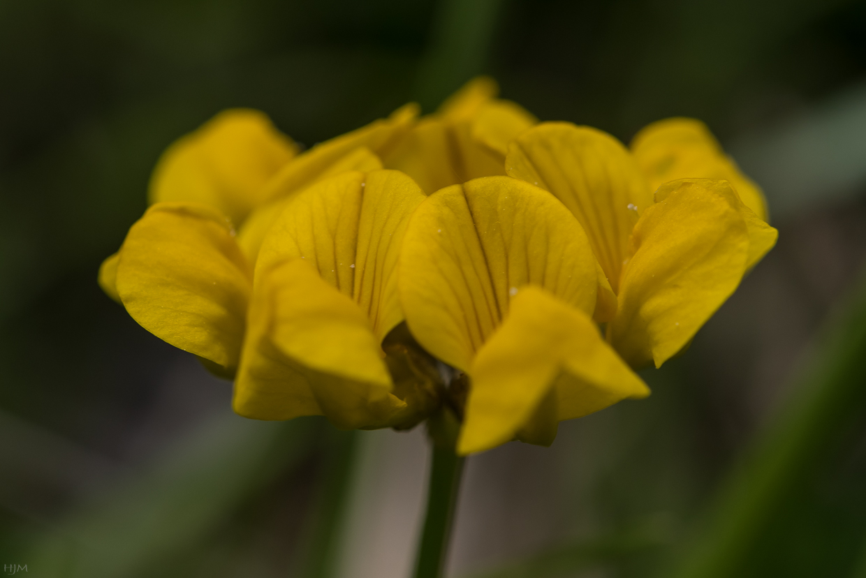 Gewöhnlicher Hornklee Foto & Bild | natur, blumen ...