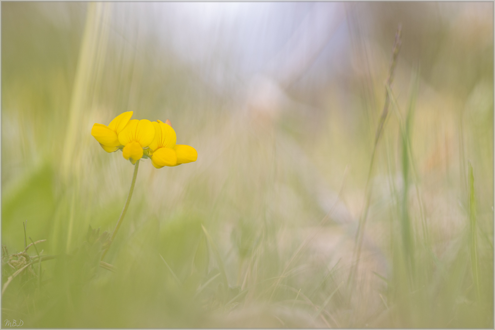 Gewöhnlicher Hornklee  |  Lotus corniculatus