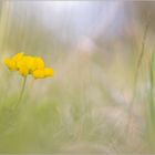 Gewöhnlicher Hornklee  |  Lotus corniculatus