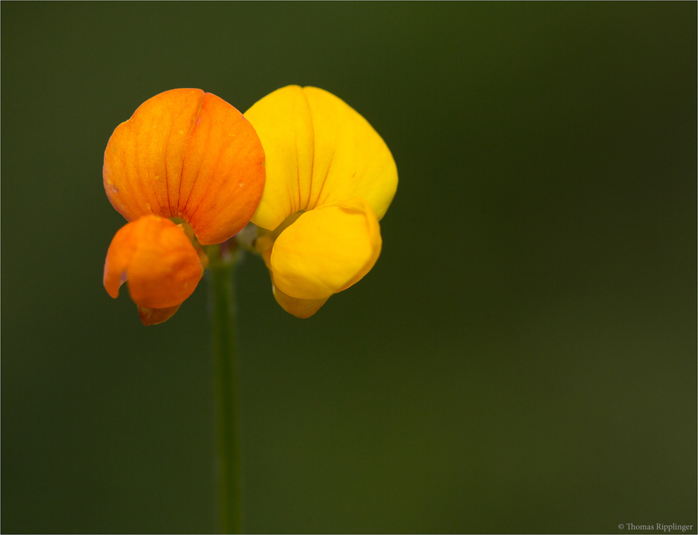 Gewöhnlicher Hornklee (Lotus corniculatus)