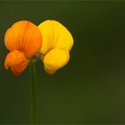 Gewöhnlicher Hornklee (Lotus corniculatus)