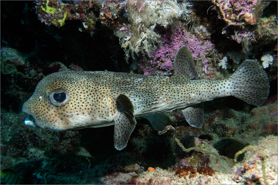 gewöhnlicher Igelfisch