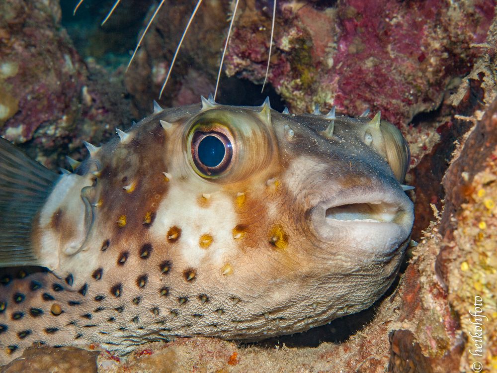 Gewöhnlicher Igelfisch