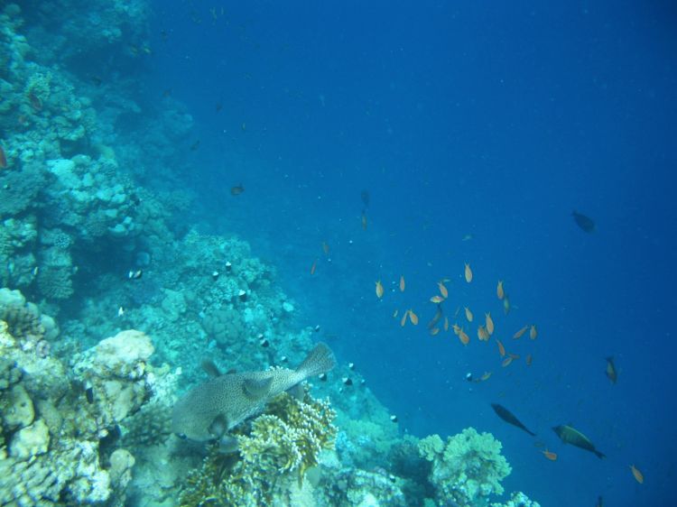 Gewöhnlicher Igelfisch im Riff