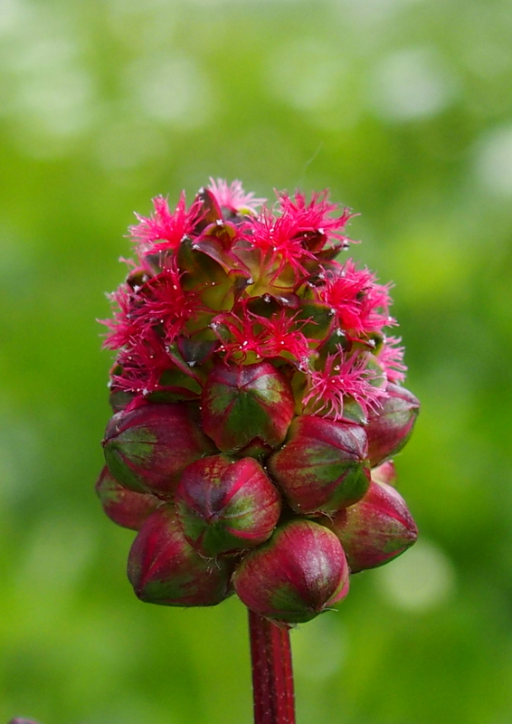 Gewöhnlicher Kleiner Wiesenknopf 'Sanguisorba minor'