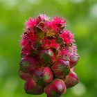 Gewöhnlicher Kleiner Wiesenknopf 'Sanguisorba minor'