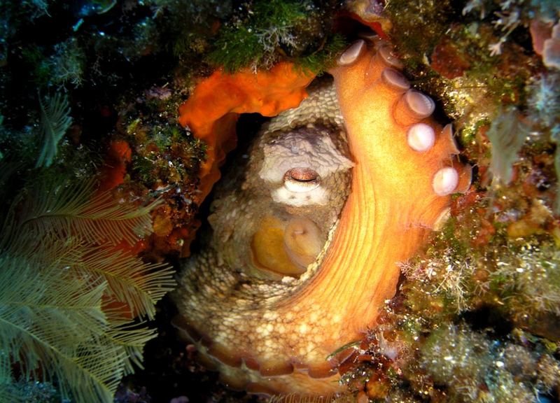 Gewöhnlicher Krake beim Mittagsschlaf