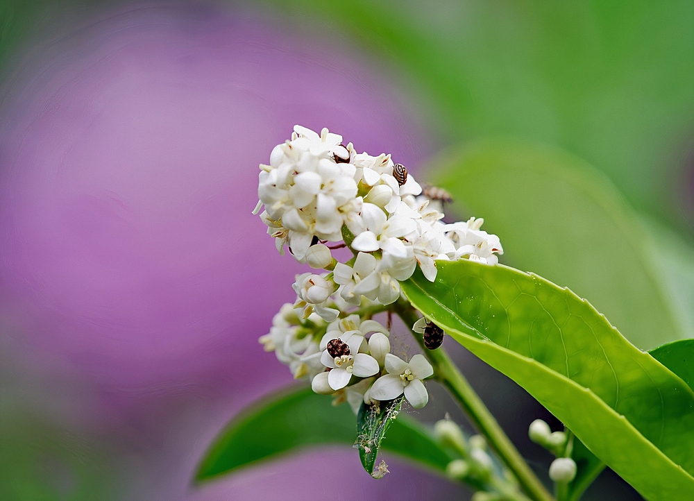 Gewöhnlicher Liguster in Blüte