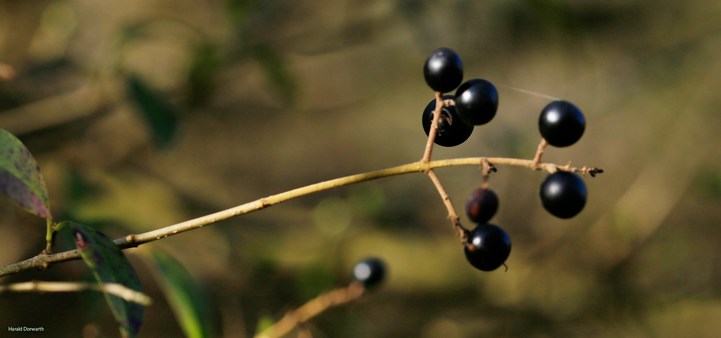 Gewöhnlicher Liguster (Ligustrum vulgare)