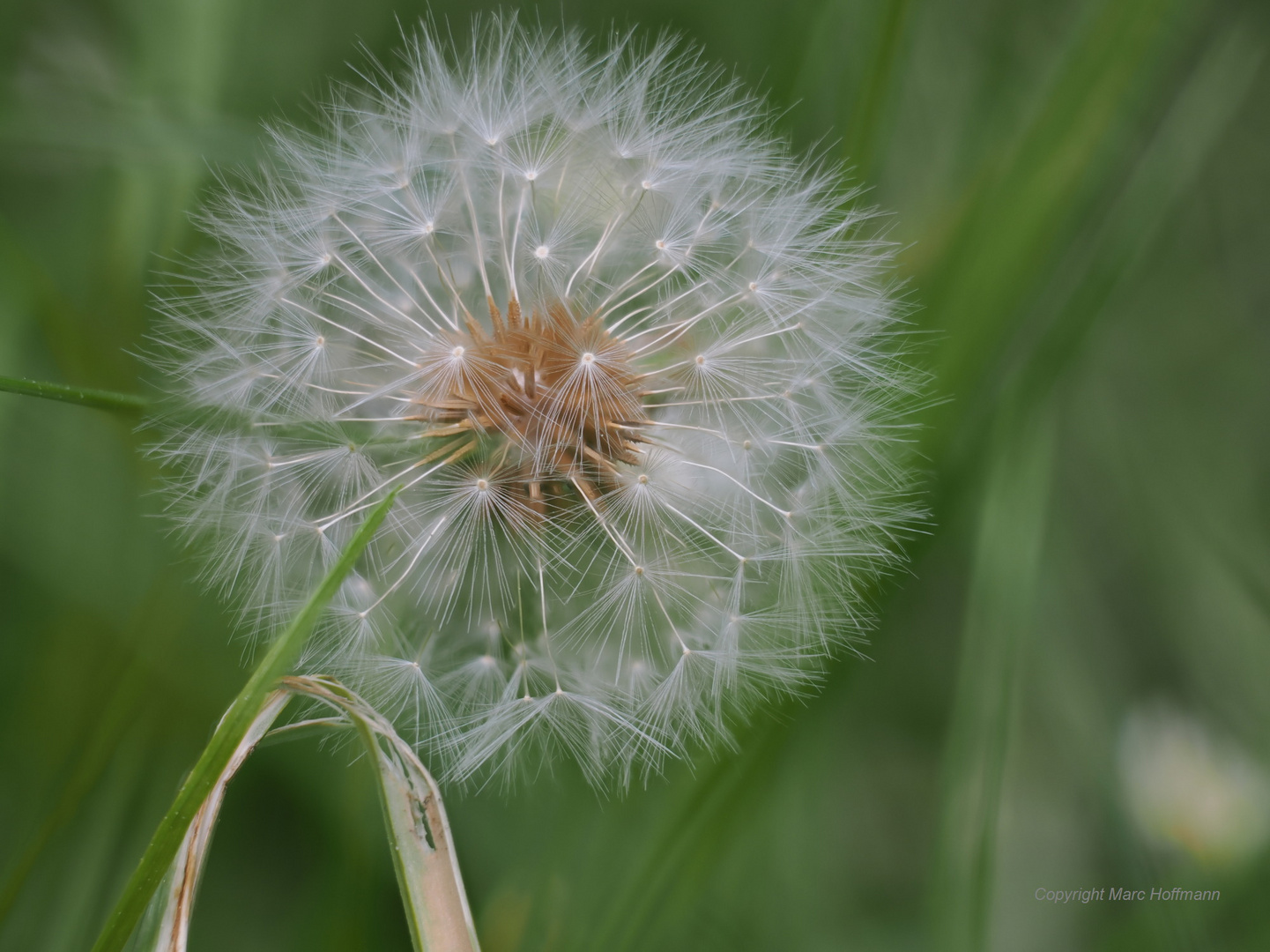 Gewöhnlicher Löwenzahn - Pusteblume