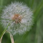 Gewöhnlicher Löwenzahn - Pusteblume