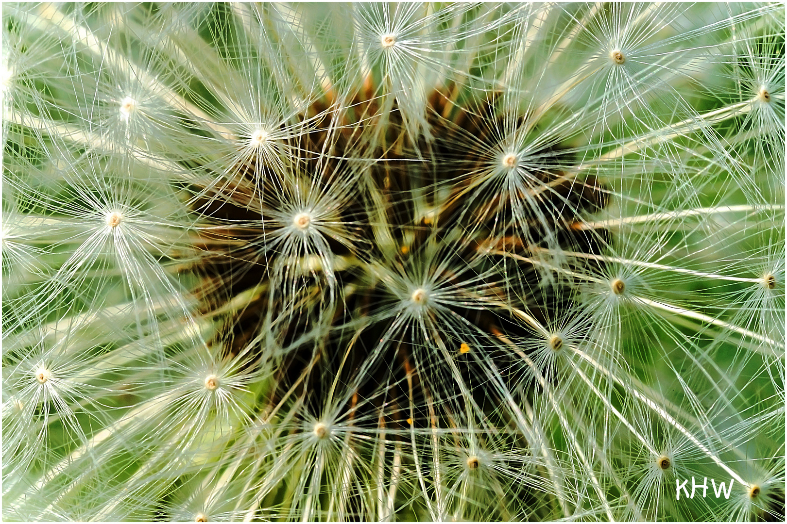 Gewöhnlicher Löwenzahn (Taraxacum sect. Ruderalia)