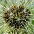 Gewöhnlicher Löwenzahn (Taraxacum sect. Ruderalia)