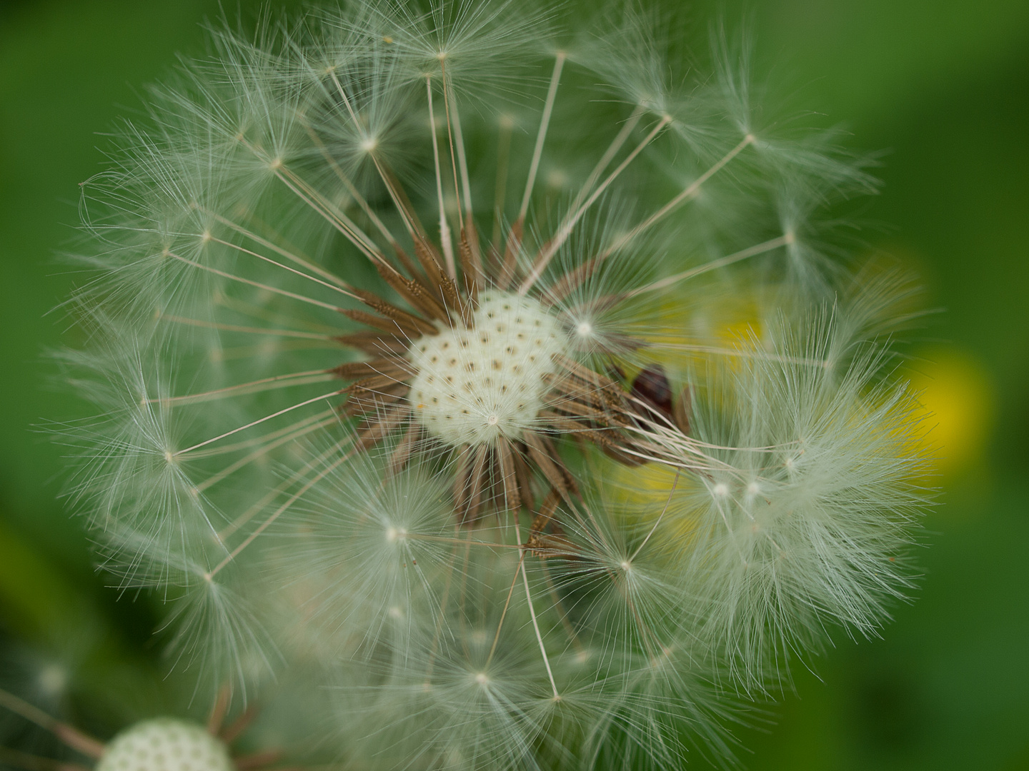 Gewöhnlicher Löwenzahn (Taraxacum sect. Ruderalia)