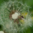 Gewöhnlicher Löwenzahn (Taraxacum sect. Ruderalia)