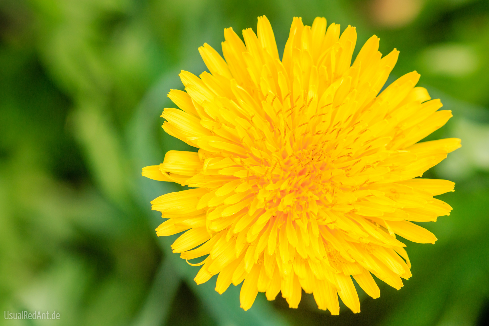 Gewöhnlicher Löwenzahn (Taraxacum sect. Ruderalia) Foto &amp; Bild ...