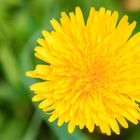 Gewöhnlicher Löwenzahn (Taraxacum sect. Ruderalia)