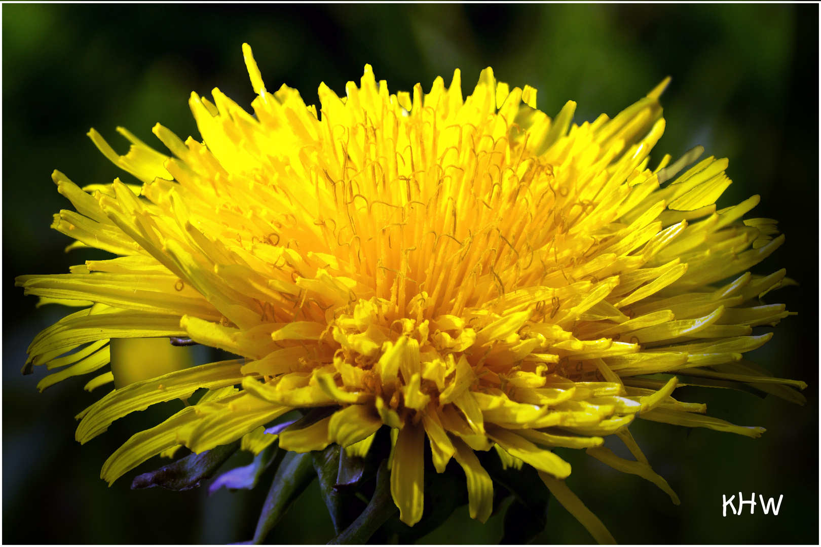 Gewöhnlicher Löwenzahn (Taraxacum sect. Ruderalia) . . . vorher :-)