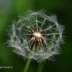 Gewöhnlicher Löwenzahn - Taraxacum sect. Ruderiala