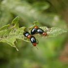 Gewöhnlicher Malven-Erdfloh (Podagrica fuscicornis)