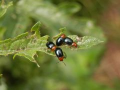 Gewöhnlicher Malven-Erdfloh (Podagrica fuscicornis)