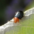 Gewöhnlicher Malven-Erdfloh (Podagrica fuscicornis) im Supermakro