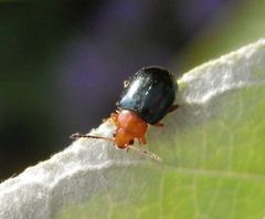 Gewöhnlicher Malven-Erdfloh (Podagrica fuscicornis) im Supermakro