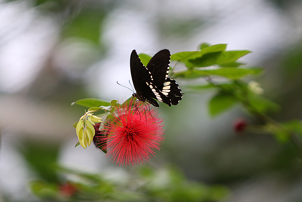 Gewöhnlicher Mormon