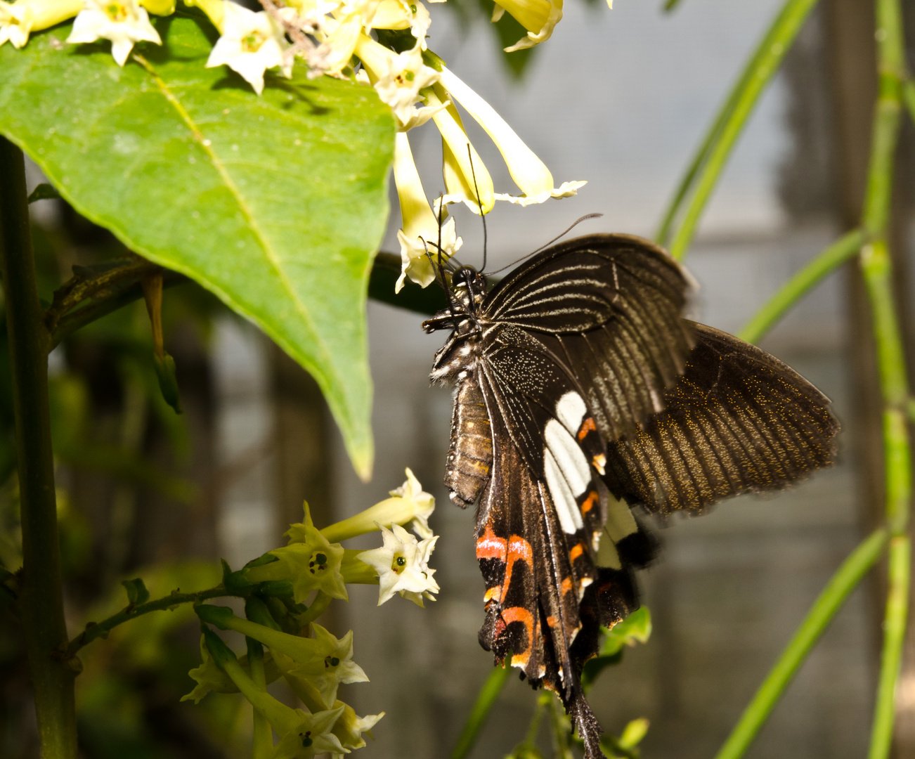 Gewöhnlicher Mormone im Anflug