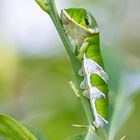 Gewöhnlicher Mormone Raupe