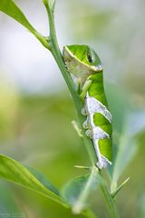 Gewöhnlicher Mormone Raupe