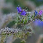 Gewöhnlicher Natternkopf auf der Bienenweide