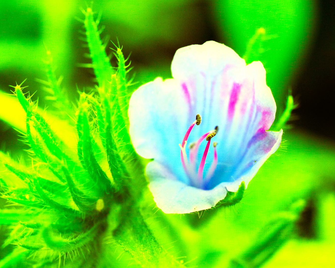 Gewöhnlicher Natternkopf, Blauer Heinrich- Botanischer Name: Echium vulgare