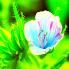 Gewöhnlicher Natternkopf, Blauer Heinrich- Botanischer Name: Echium vulgare