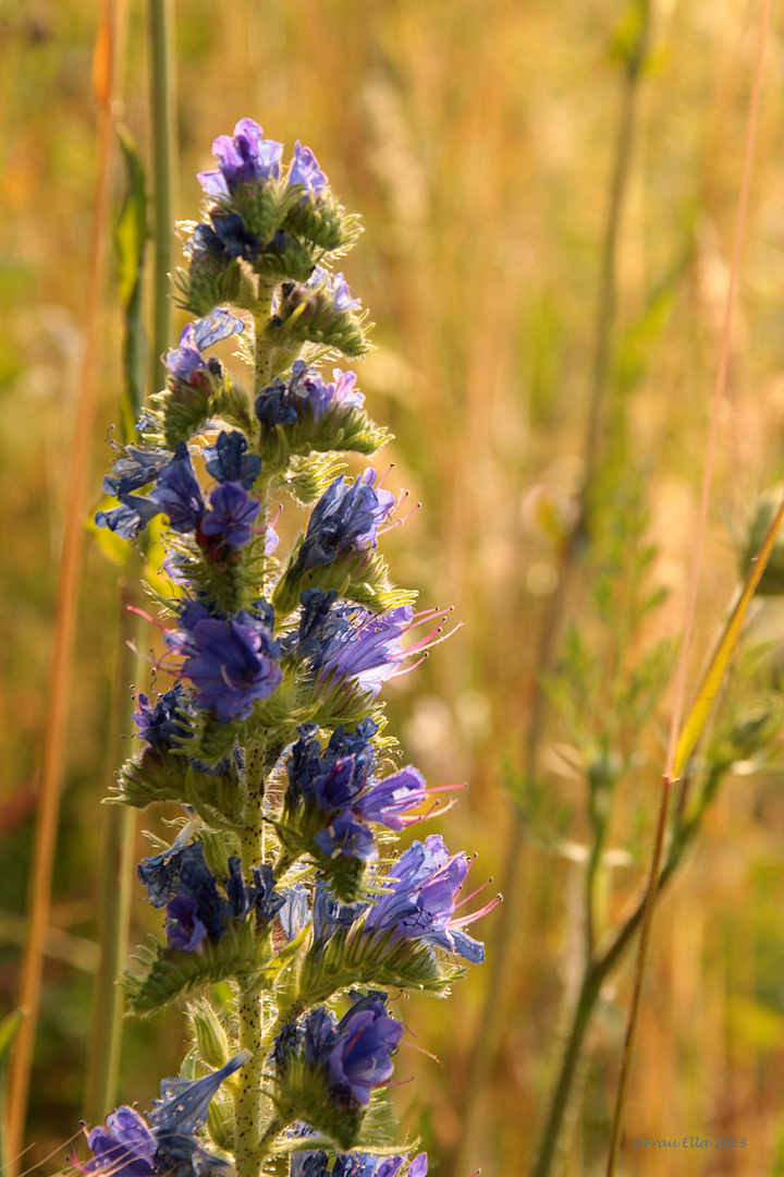 Gewöhnlicher Natternkopf (Echium vulgare)