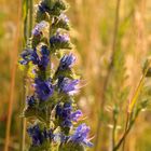 Gewöhnlicher Natternkopf (Echium vulgare)