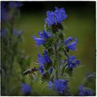 Gewöhnlicher Natternkopf (Echium vulgare)