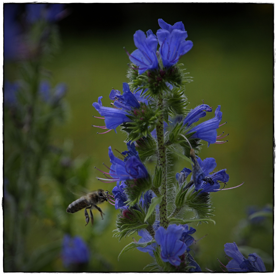 Gewöhnlicher Natternkopf (Echium vulgare)