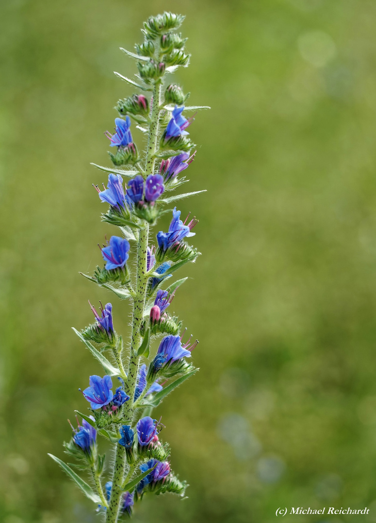 Gewöhnlicher Natternkopf Echium vulgare