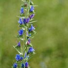 Gewöhnlicher Natternkopf Echium vulgare