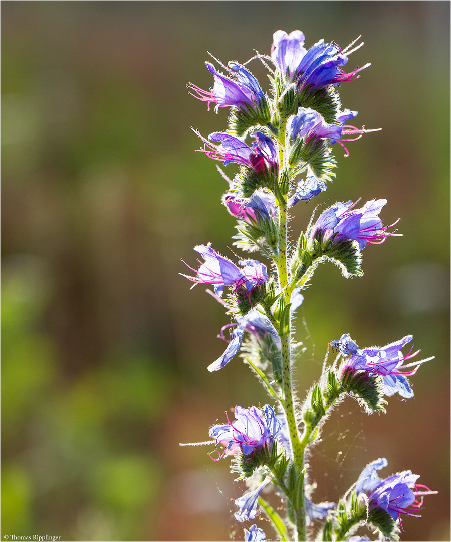 Gewöhnlicher Natternkopf (Echium vulgare) .