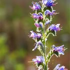 Gewöhnlicher Natternkopf (Echium vulgare) .