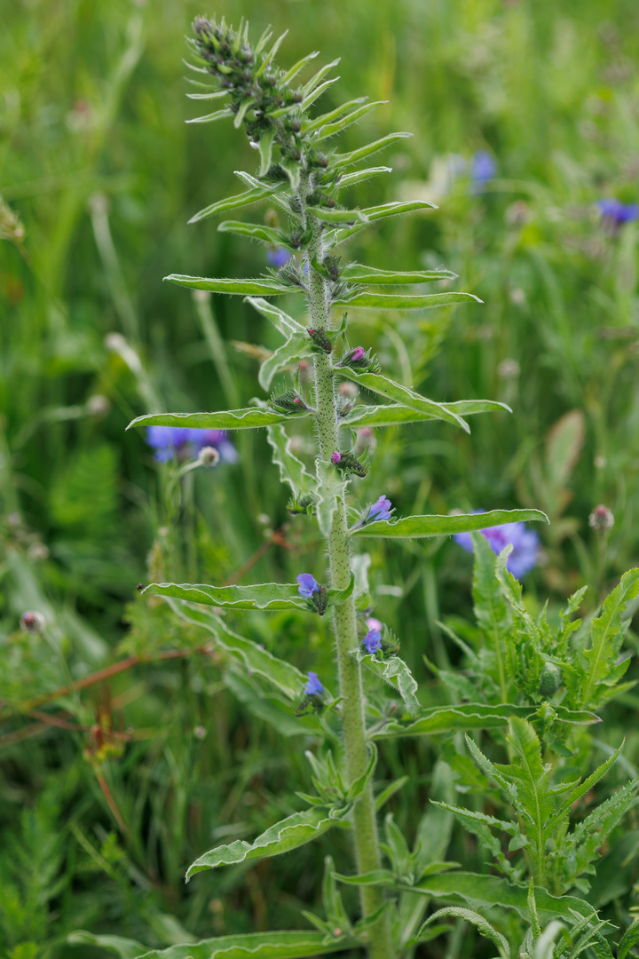 Gewöhnlicher Natternkopf (Echium vulgare)