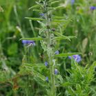 Gewöhnlicher Natternkopf (Echium vulgare)